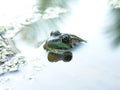 Cool Frog Shot