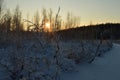 Cool the frozen winter forest in the morning at sunrise