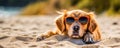 Cool funny dog with glasses laying on tropical beach against sunset ocean Royalty Free Stock Photo