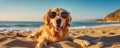 Cool funny dog with glasses laying on tropical beach against sunset ocean Royalty Free Stock Photo