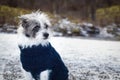 Freezing icy dog in snow Royalty Free Stock Photo