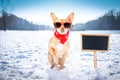 Freezing icy dog in snow Royalty Free Stock Photo