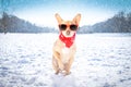 Freezing icy dog in snow Royalty Free Stock Photo