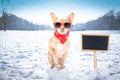 Freezing icy dog in snow Royalty Free Stock Photo