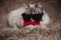 Cool gangster cat wearing sunglasses and red bowtie