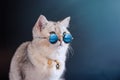 Cool gray british cat wears blue sunglasses on an black blue background. Royalty Free Stock Photo