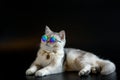 Cool gray british cat wears gold sunglasses lies on an black background. Royalty Free Stock Photo