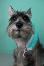 cool gray schnauzer in a medical protective mask against diseases on a light green background