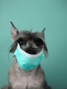 cool gray schnauzer in a medical protective mask against diseases on a light green background