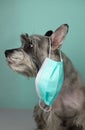 cool gray schnauzer in a medical protective mask against diseases on a light green