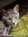 Cool gray stray cat with pretty green eyes