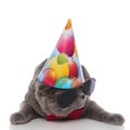 Cool grey gentleman cat with birthday hat looks to side