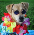 Cool Hawaiian Dog