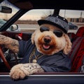 cool hispanic gangster labradoodle dog drive ride lowrider retro car anthropomorphic funny character