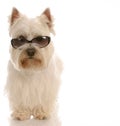 Cool hound dog Royalty Free Stock Photo