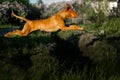 Hungarian pointing dog, vizsla jump on grass. forest on background Royalty Free Stock Photo