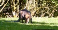 Cool kangaroo is in the zoo.