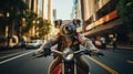 A Cool Koala Driving on Motocycle through the city