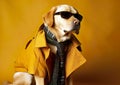 Cool labrador posing in the photo studio in front of the colorful background.