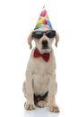 Cool labrador retriever puppy wearing birthday hat, sunglasses and  bowtie Royalty Free Stock Photo