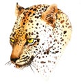 Cool Leopard head watercolori llustration. Leopard head element.