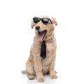 Cool little golden retriever dog wearing sunglasses and yawning Royalty Free Stock Photo