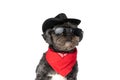 Cool little metis dog looking away, wearing a hat Royalty Free Stock Photo