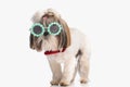 cool little shih tzu puppy with sunglasses and bowtie standing Royalty Free Stock Photo