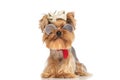 Cool little yorkshire terrier dog wearing retro sunglasses and red bandana Royalty Free Stock Photo