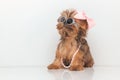 Cool little yorkshire terrier dog wearing sunglasses Royalty Free Stock Photo