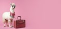 cool llama hipster tourist with suitcase on pink background, Generative AI