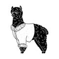 Cool Llama with sunglasses and coat, cute sketch cartoon alpaca. Simple vector drawing, hand drawn vector illustration Royalty Free Stock Photo