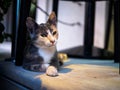 Cool look of an alley cat sitting under chair. Royalty Free Stock Photo