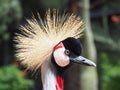 Cool-looking bird - Grey Crowned Crane