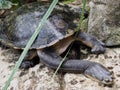 Cool lovely Broad-shelled Turtle Relaxing in the sun.