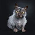 Cool Lykoi cat on black background