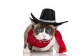 Cool metis kitty wearing cowboy ha cool,t and red bandana around neck Royalty Free Stock Photo