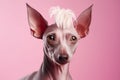 Cool mexican hairless dog on pink background. Style and fashion. Stylish pet. Xolo, xoloizquintle breed. Generative AI.