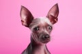 Cool mexican hairless dog on pink background. Stylish pet. Xolo, xoloizquintle breed. Generative AI.