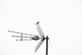 Cool minimalistic shot of a cute bird standing on an aerial antenna in front of a white background