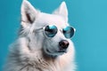Cool and modern white dog with trendy sunglasses