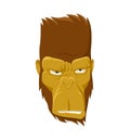 Cool monkey logo vector design illustration. Ape head icon. Gorilla face icon. Royalty Free Stock Photo