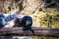 Fresco scimmia seduta su legno 