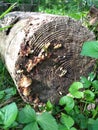 Cool Mushrooms Growing From Old Tree Rings