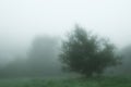 Cool myst tree in the morning english fog Royalty Free Stock Photo