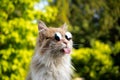 Cool naughty cat with sunglasses sticking out tonngue
