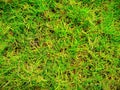 Cool and nice grass grounds for eyes
