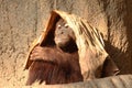 Cool Orang Utan Royalty Free Stock Photo