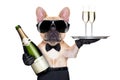 Cool party dog Royalty Free Stock Photo