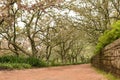 Cool path of flowering trees Royalty Free Stock Photo